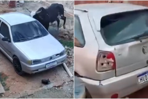 Boi furioso invade casa, destrói veículo e assusta moradores no Ceará