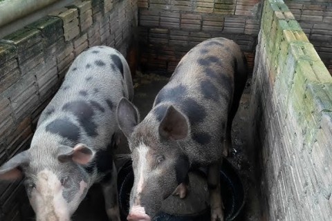 Homem morre enquanto alimentava porcos no interior do Ceará, parte do corpo foi atingida pelos animais