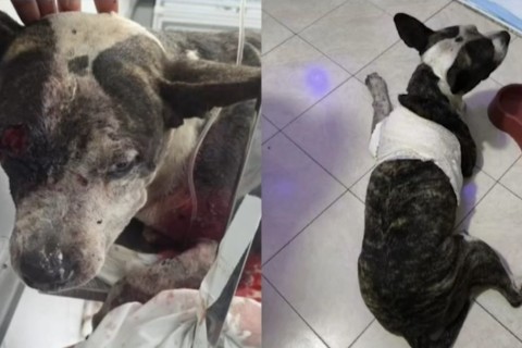 Cachorro sobrevive a cinco tiros em Fortaleza e precisa de cirurgia