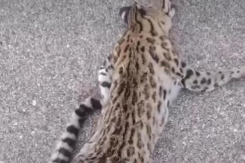 Gato-do-mato é encontrado morto na CE entre Nova Russas e Ipueiras