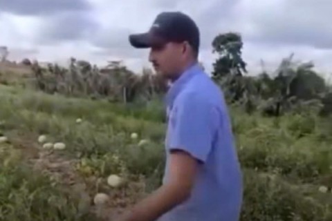 Agricultor se revolta com preços praticados e destrói produção