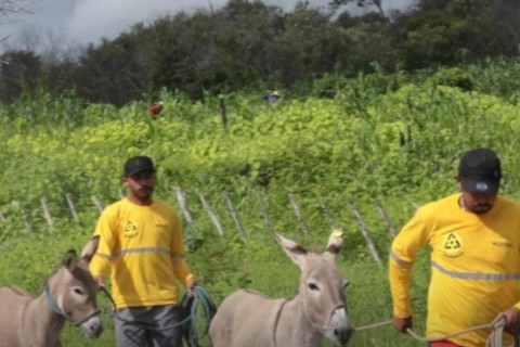 290 animais resgatados por mês nas rodovias
