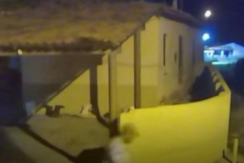 Pai entrega a polícia rebanho de ovelhas Furtado pelo filho em Quixeramobim-CE