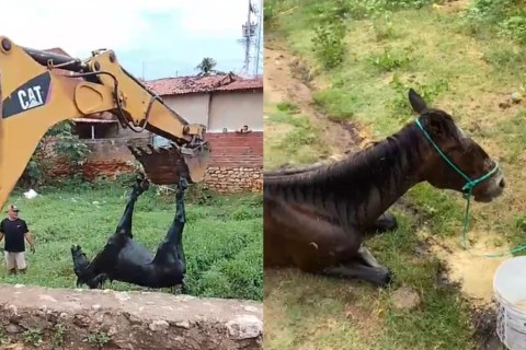 Cavalo atolado em valão com mato e lixo é resgatado com retroescavadeira, no Ceará